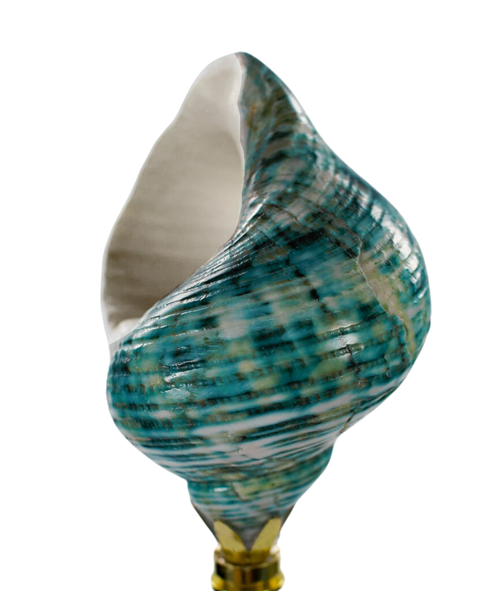 Shells Finials LampsUSA Finials Sea Foam Turbo Sea Shell Finial S