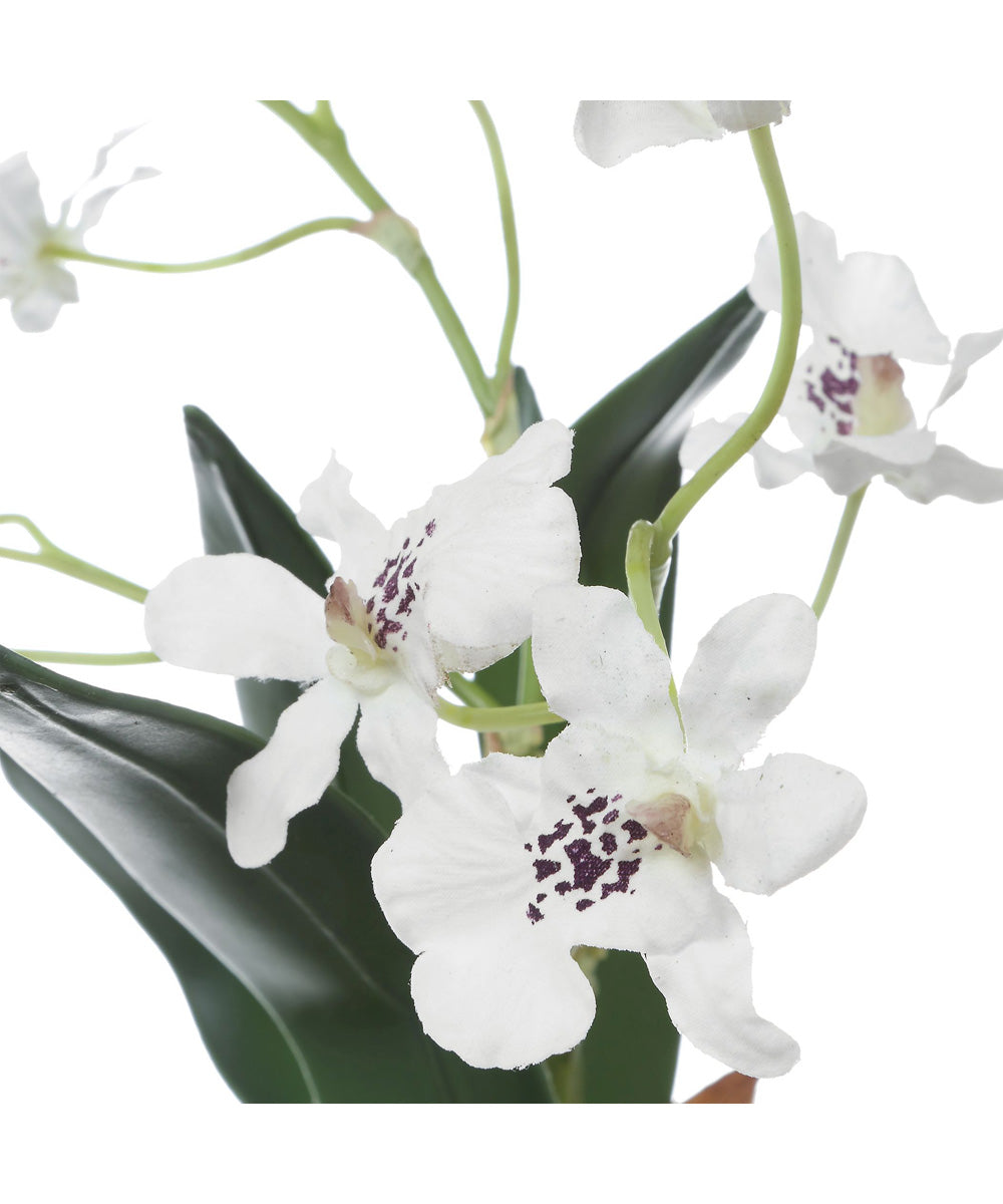 Clovis Orchid Drop-In