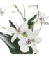 Clovis Orchid Drop-In