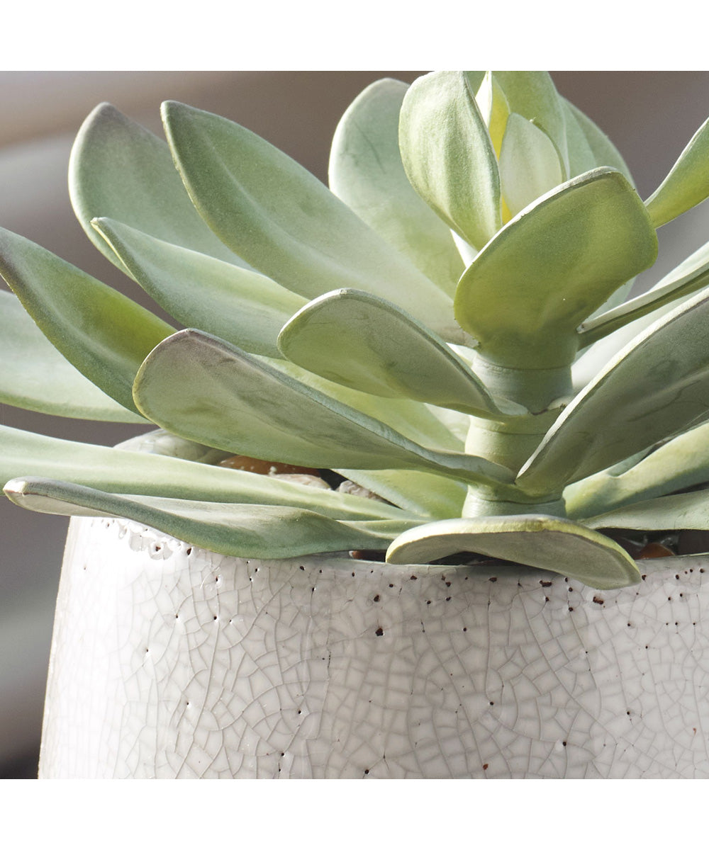 Dudleya Gray Outdoor Succulent