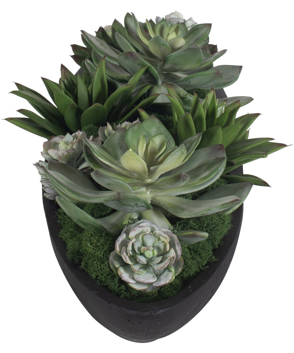 Verde Succulent Centerpiece In Bowl