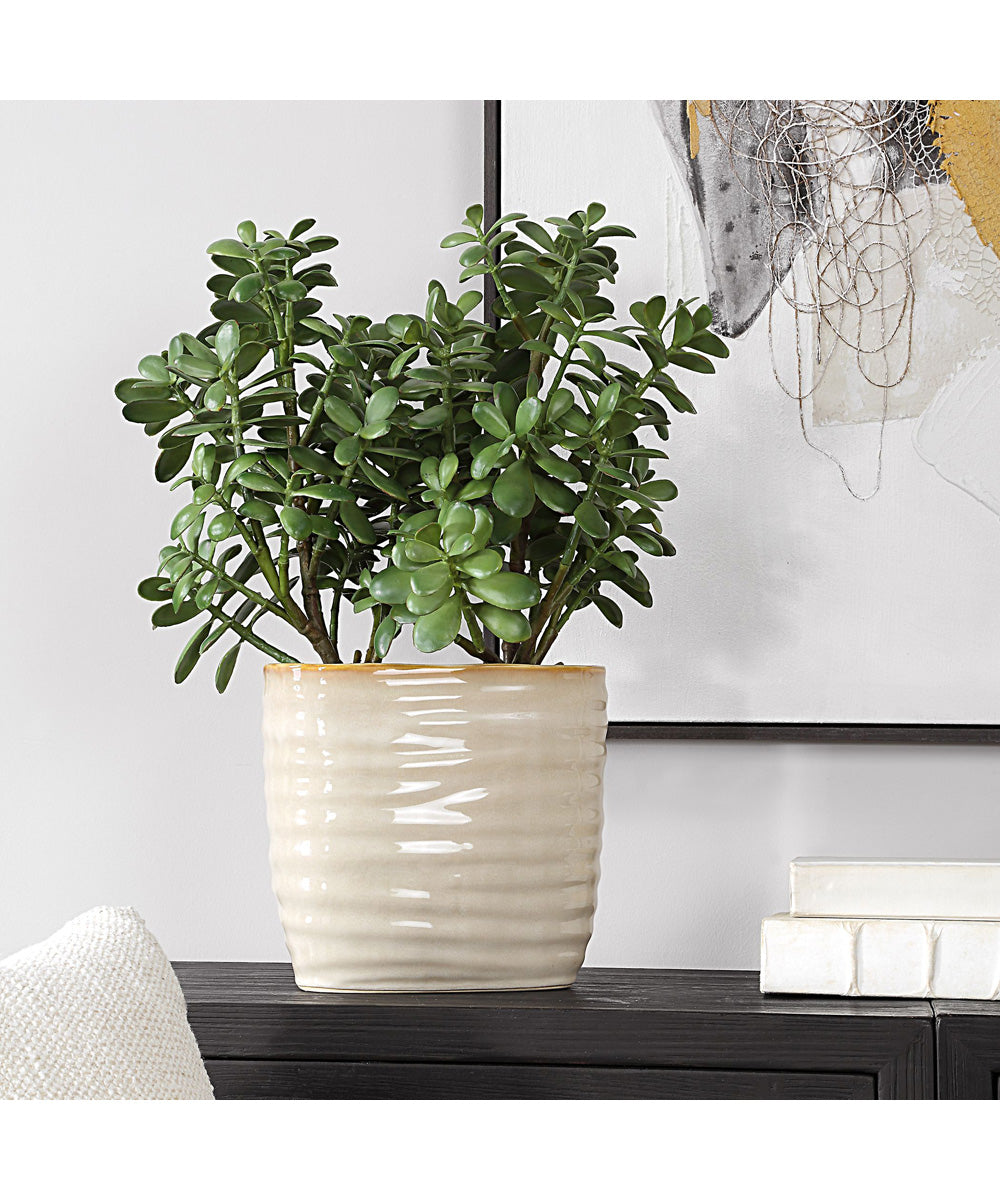 Crassula Jade Accent Plant