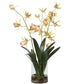 Spider Orchid In Glass Vase