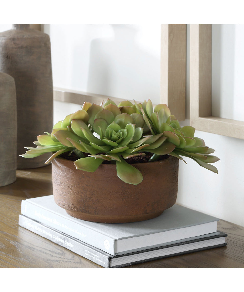 Sable Succulent Accent In Pot