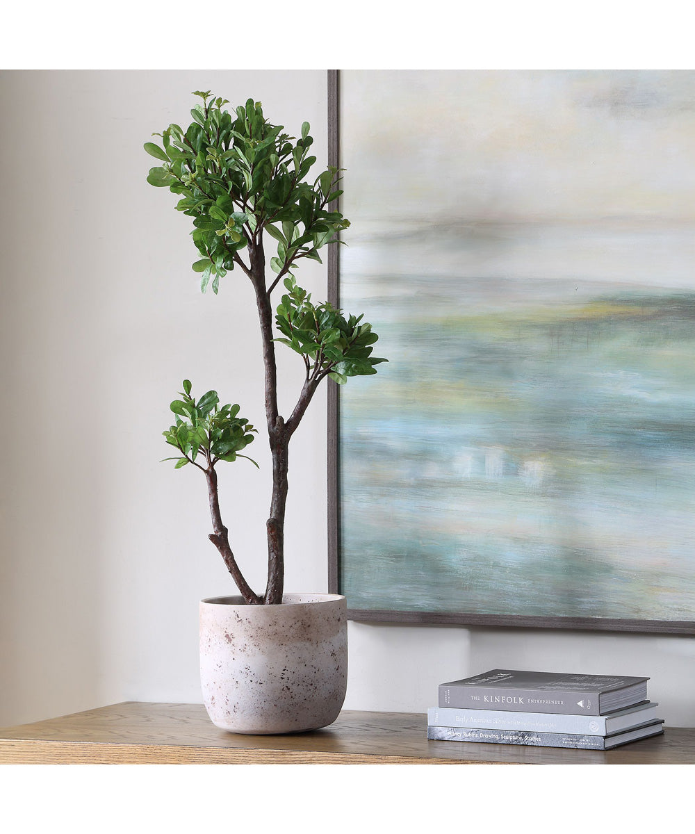 Arbor Strawberry Tree