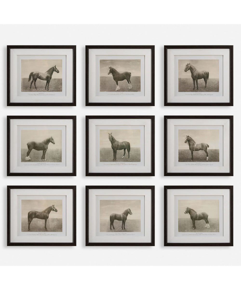 Equine Dynasty Framed Prints, Set of 9