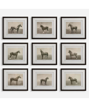 Equine Dynasty Framed Prints, Set of 9