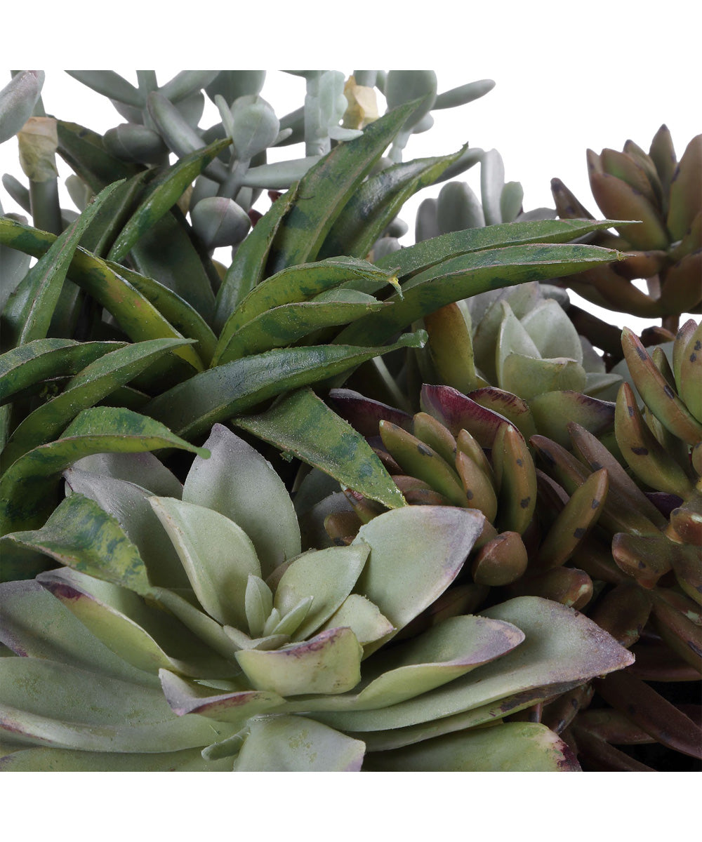 Greystone Indoor-Outdoor Succulent