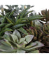 Greystone Indoor-Outdoor Succulent