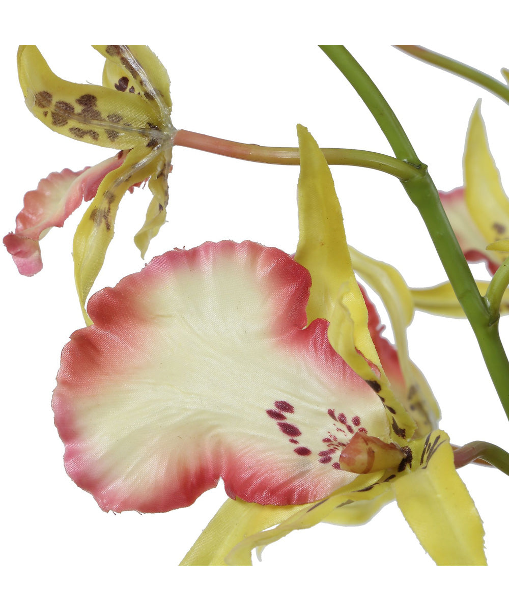 Spider Orchid In Glass Vase