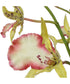 Spider Orchid In Glass Vase