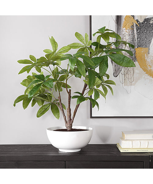 money tree lamp Pachira Money Tree 60225