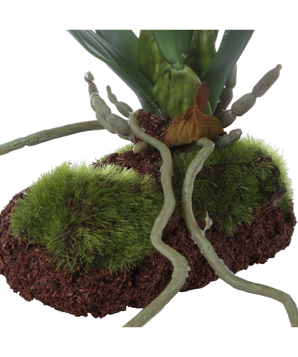 Clovis Orchid Drop-In
