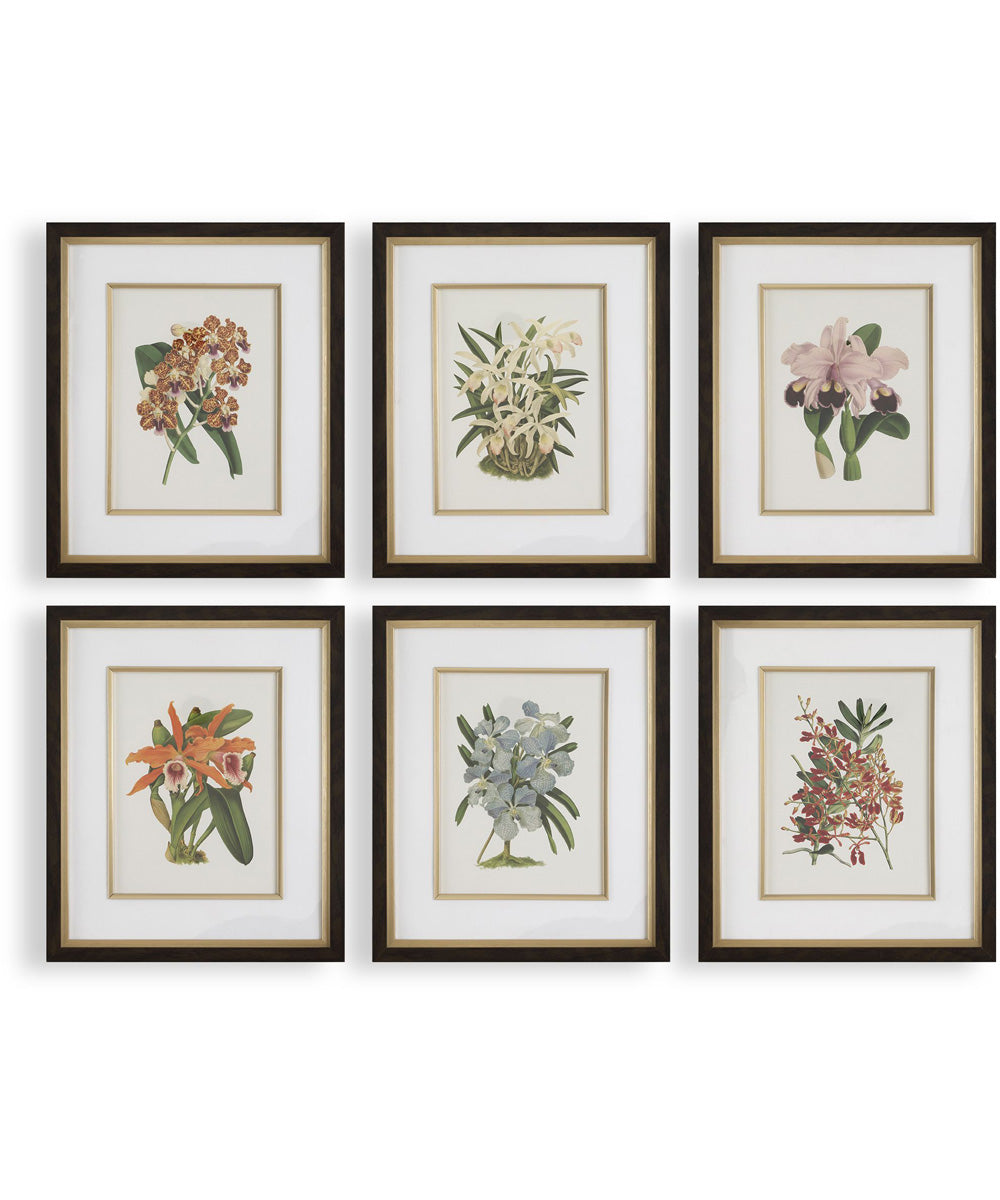 Orchid Botanical Framed Prints Set of 6
