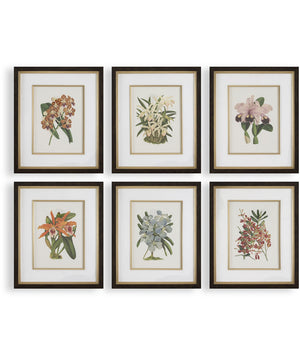 Orchid Botanical Framed Prints Set of 6