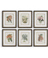 Orchid Botanical Framed Prints Set of 6