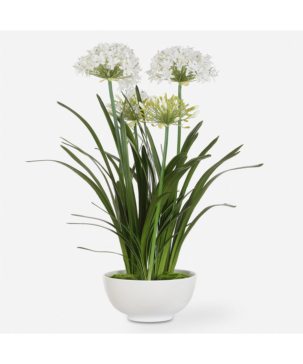 Purity Agapanthus Centerpiece