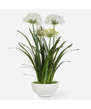 Purity Agapanthus Centerpiece