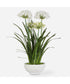 Purity Agapanthus Centerpiece