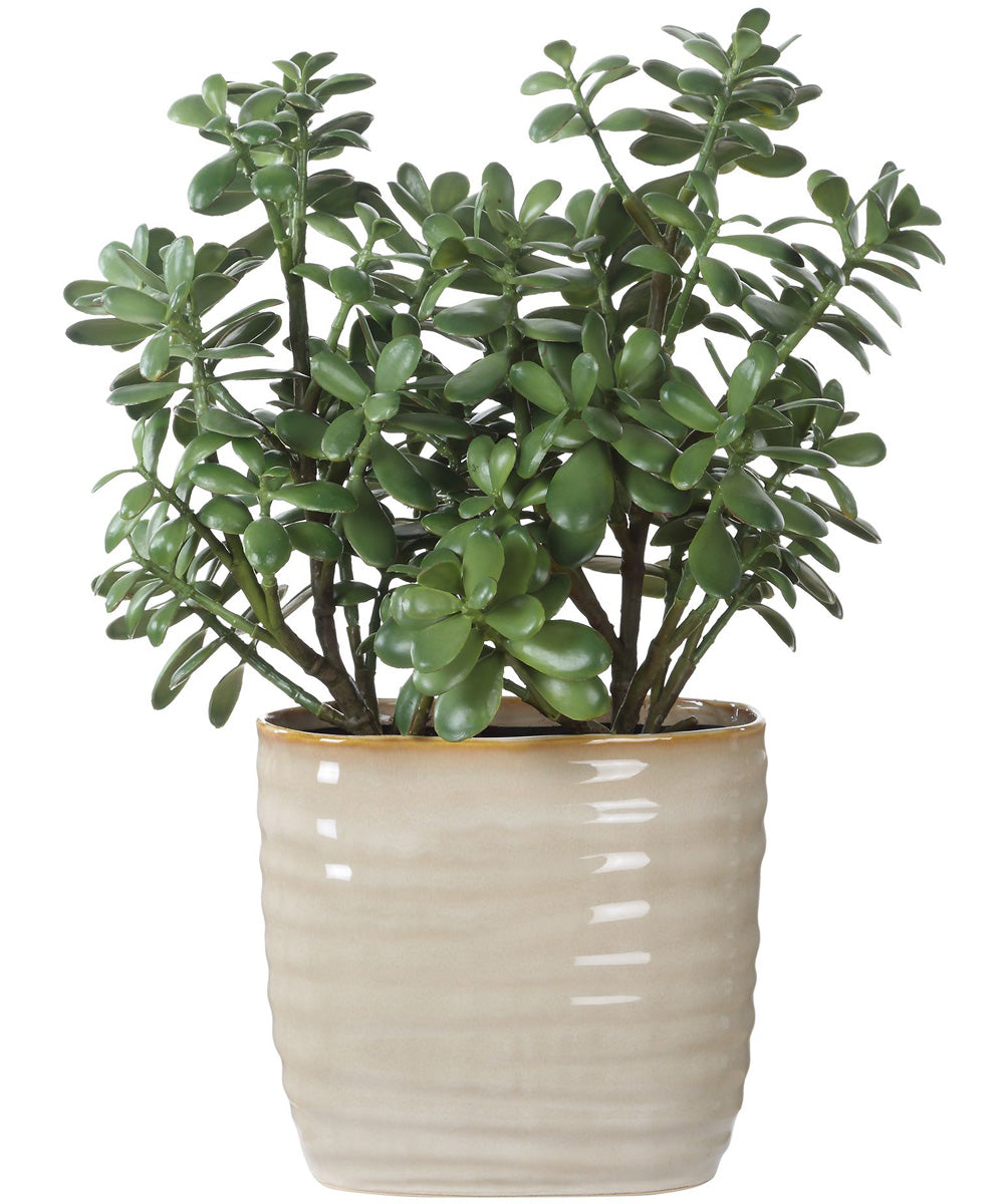 Crassula Jade Accent Plant