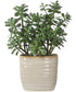 Crassula Jade Accent Plant