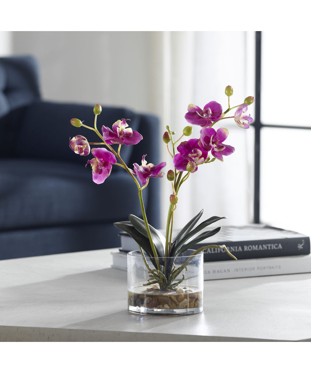 Glory Fuchsia Orchid