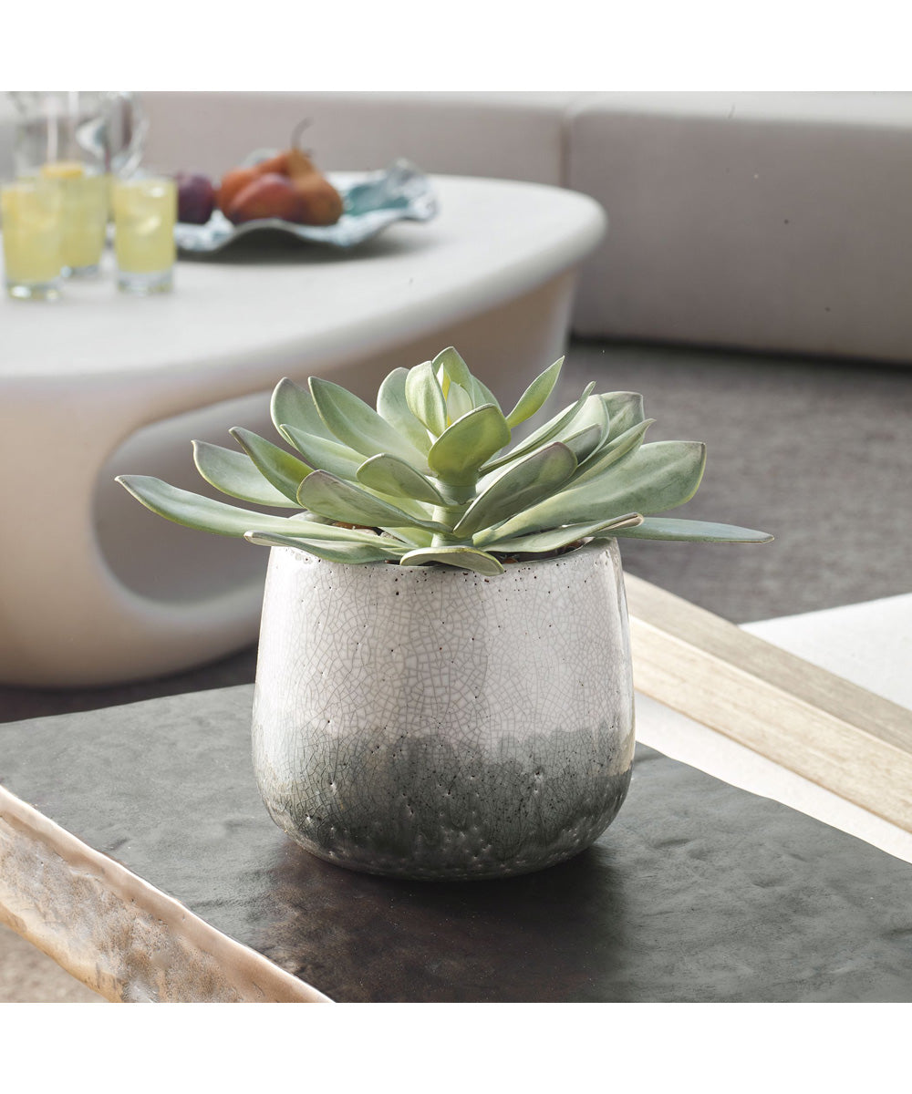 Dudleya Gray Outdoor Succulent