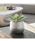 Dudleya Gray Outdoor Succulent