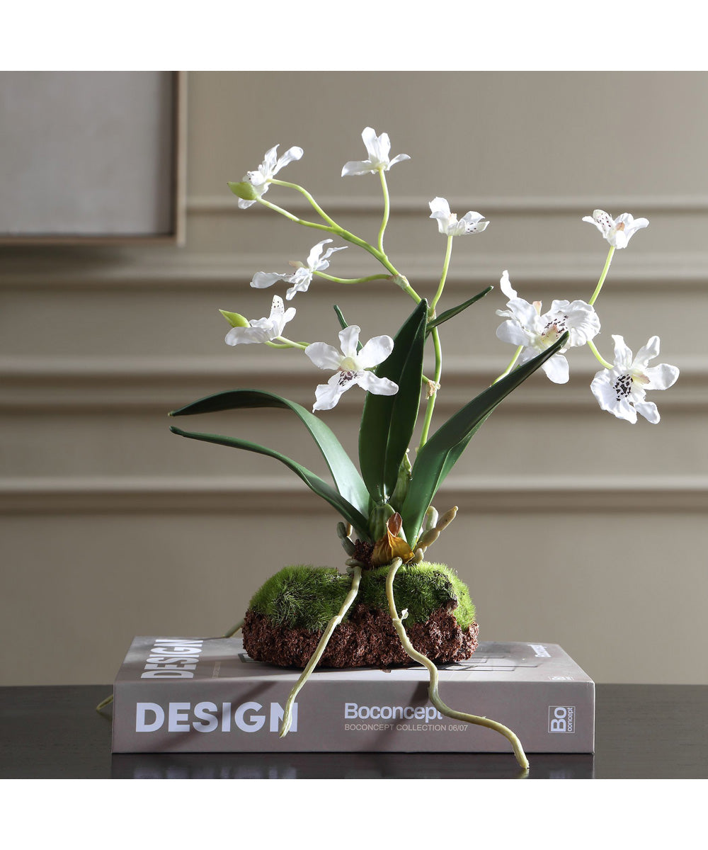 Clovis Orchid Drop-In