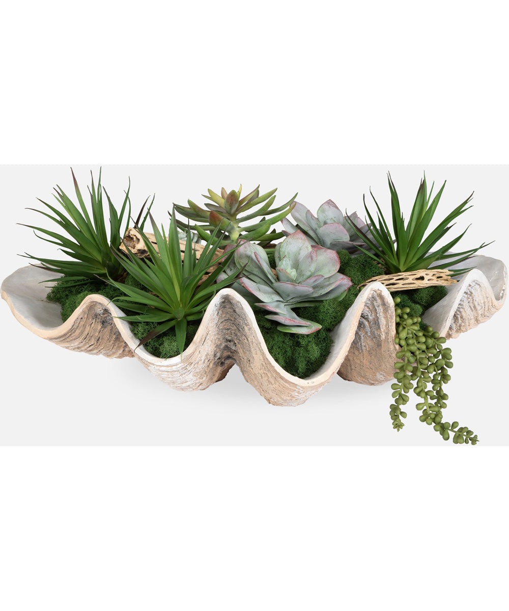 Seaside Breeze Succulents