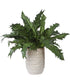 Verdure Fern In Glazed Pot
