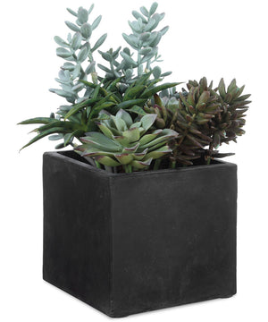 Greystone Indoor-Outdoor Succulent