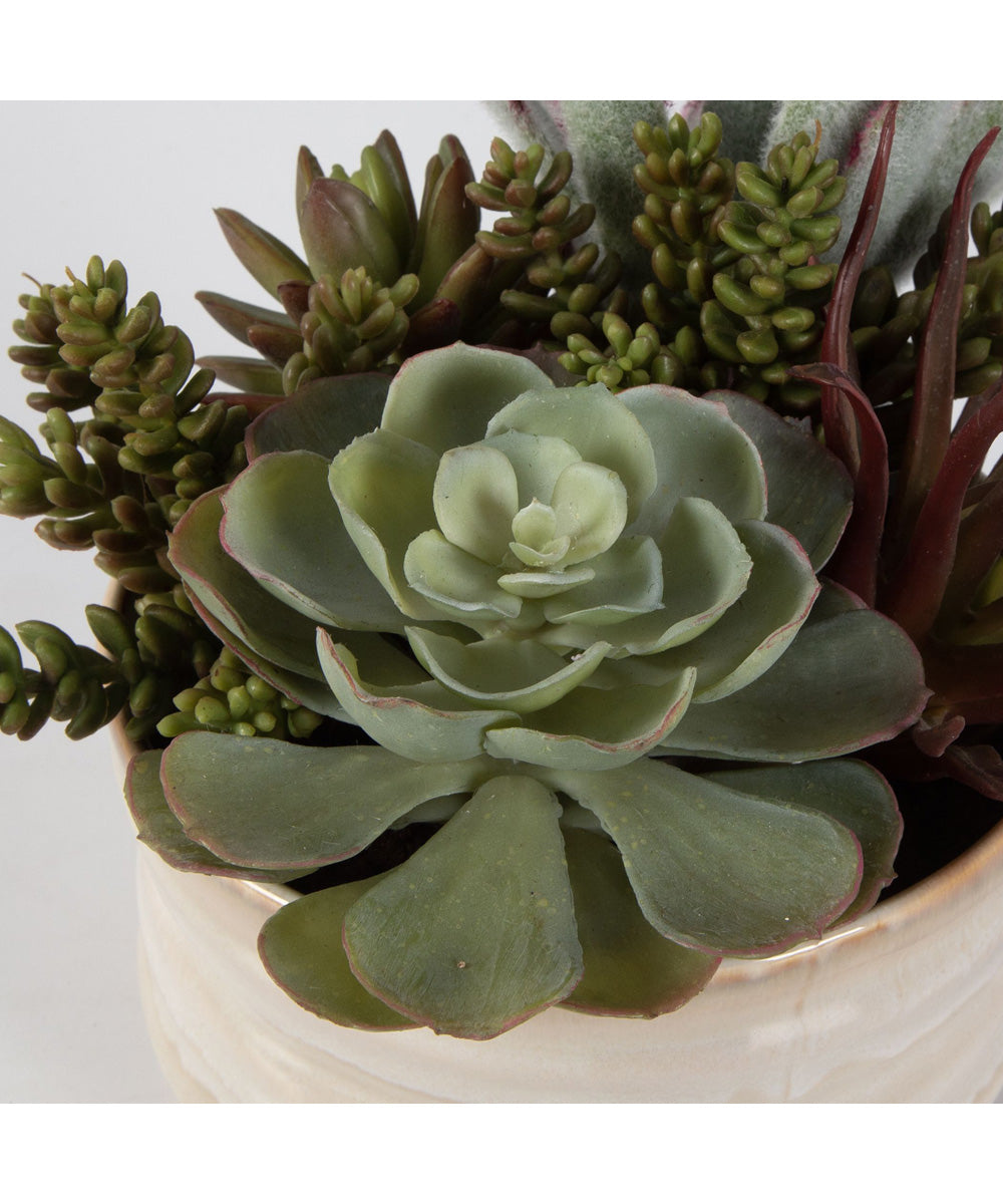 Mesa Succulent Accent