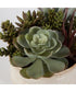Mesa Succulent Accent