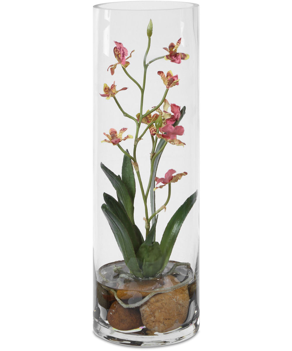 Mariposa Pink Orchid