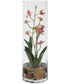 Mariposa Pink Orchid