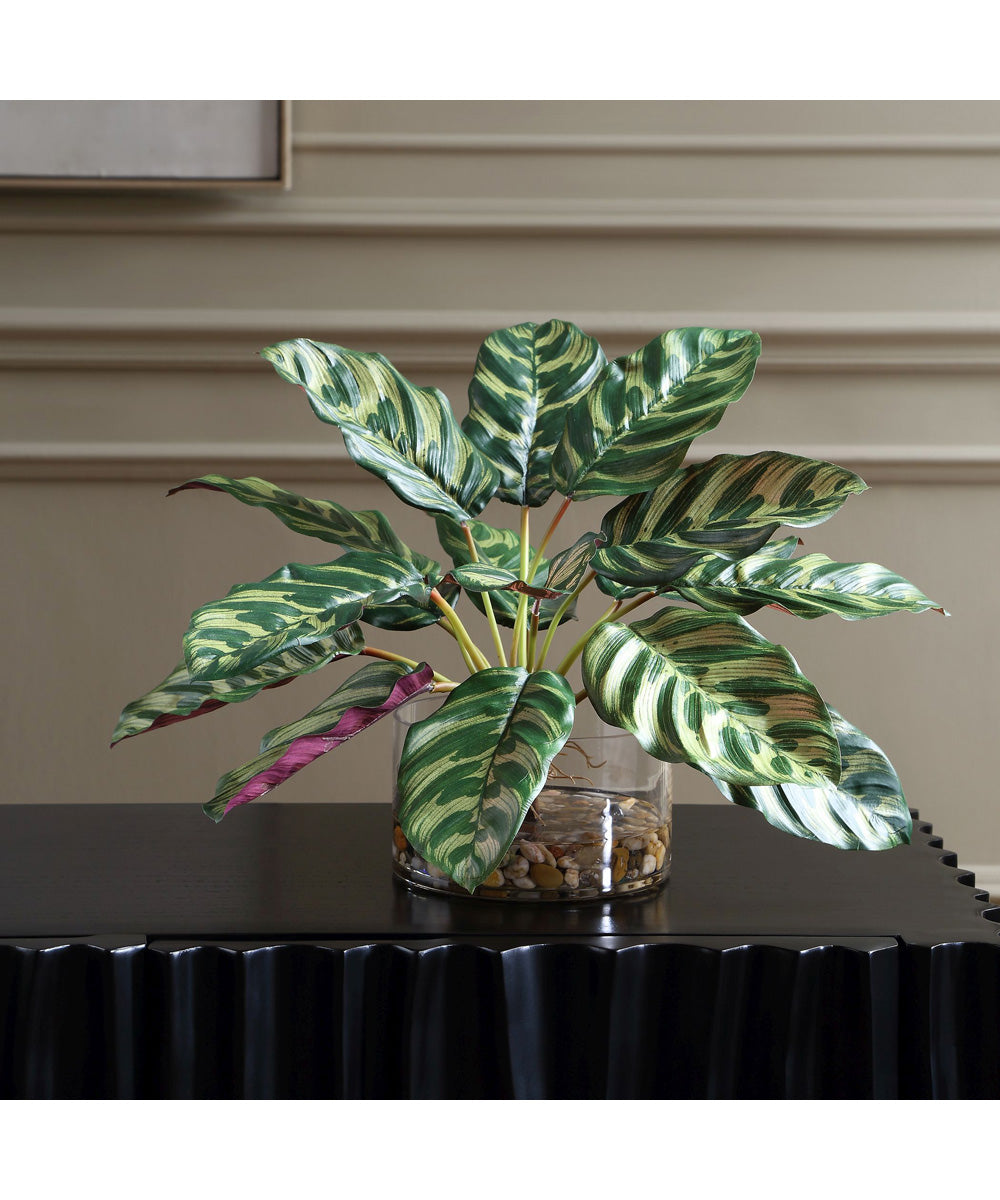 Peacock Plant Accent