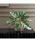 Peacock Plant Accent