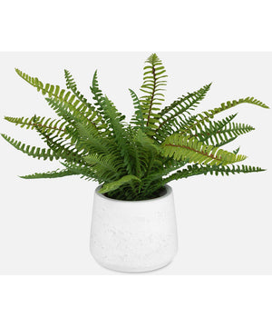 Boston Fern In White Ceramic Pot