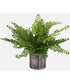 Maidenhair Fern In Oxidized Container