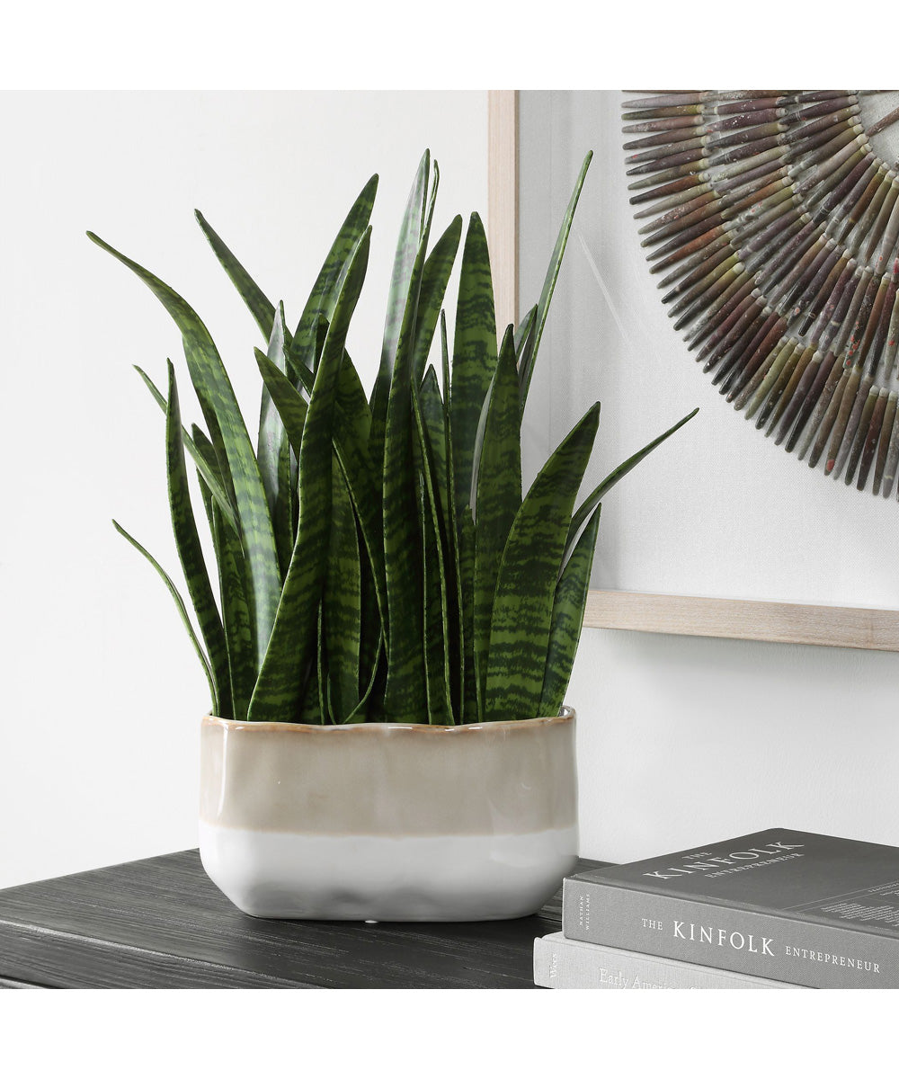 Sansera Snake Accent Plant