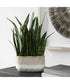 Sansera Snake Accent Plant