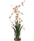 Dancing Orchid In Glass Vase