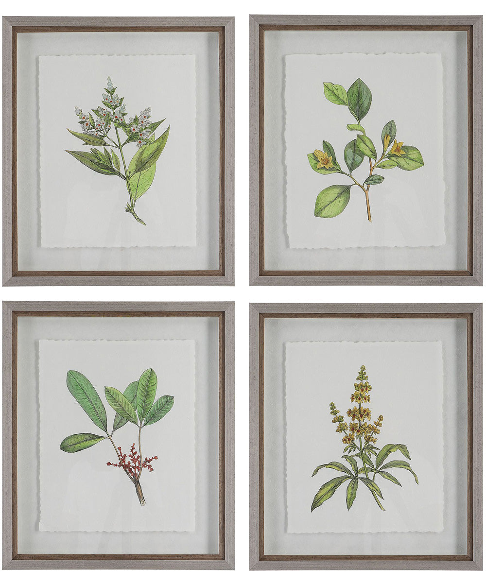 Wildflower Study Framed Prints, Set of 4