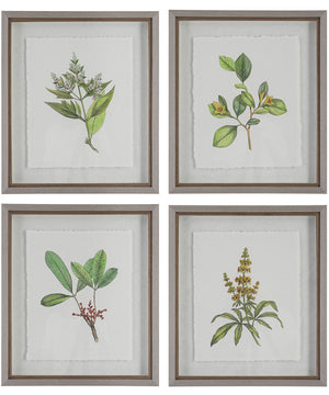 Wildflower Study Framed Prints, Set of 4