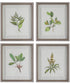 Wildflower Study Framed Prints, Set of 4