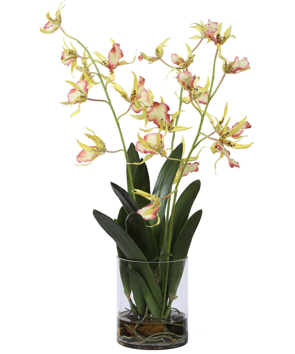 Spider Orchid In Glass Vase