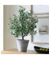 Marisol Potted Olive Plant