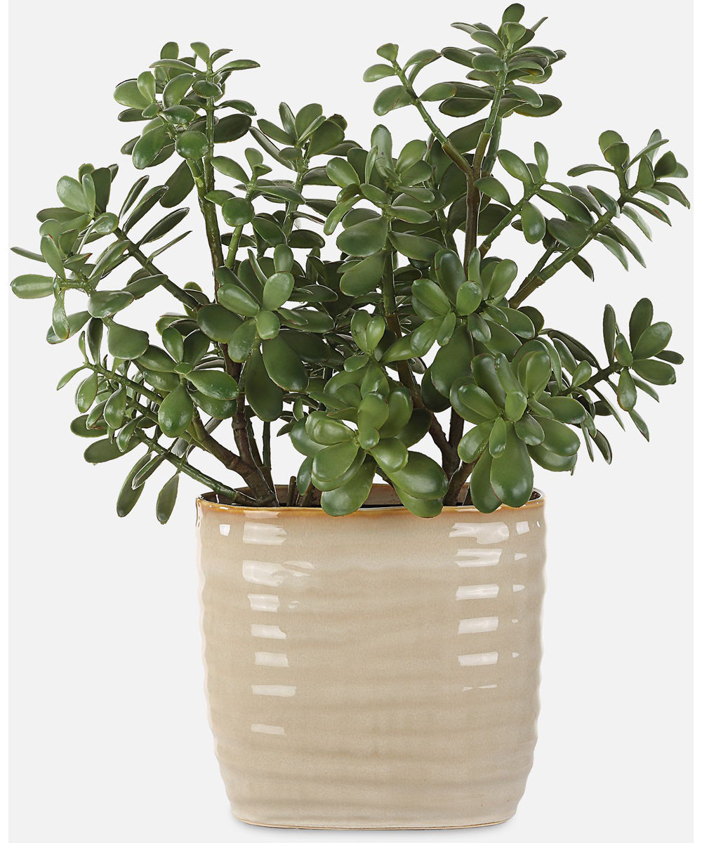 Crassula Jade Accent Plant
