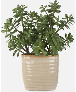 Crassula Jade Accent Plant